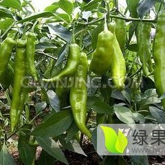 昌乐乔官黄经理9月中果辣椒