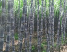 广西龙州黑皮果蔗甘蔗名优产品