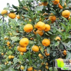 2015武鸣沙糖桔今年价格有看点