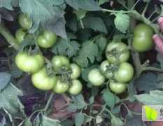 金水聚源鼎优利亚塔番茄种子
