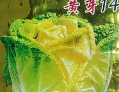 鼎优农业白菜种子——黄芽14