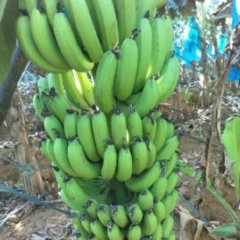 2015江洲香蕉现在订货有惊喜