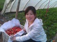 扶沟江村草莓苗品质优良