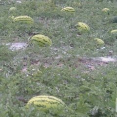 靖远西瓜价格适宜高湾王育杰诚信合作