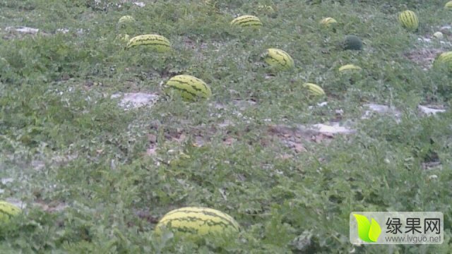 硒砂瓜价格
