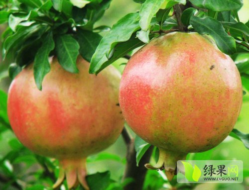 2015年山东枣庄市中枣庄石榴价格