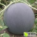 钟祥西瓜品质优良,官庄殷雄诚信合作