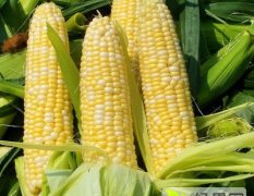 新鲜有机糯玉米非转基因 无农药