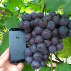 兴安溶江巨峰葡萄营养丰富