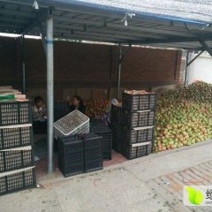 2015凌海西红柿收购工作全面开展