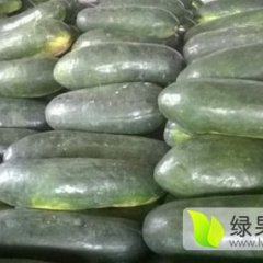 中牟韩寺子弹头黑皮冬瓜皮滑肉厚品质好