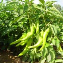 2015定边辣椒俏销大江南北