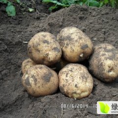 公主岭土豆营养丰富怀德赵立伟诚信合作