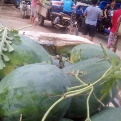 安徽谯城子弹头黑皮冬瓜长势旺盛