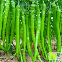 陕西蒲城线椒辣椒早买早赚