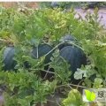 封开小宝西瓜体积娇小、皮薄爽脆