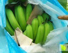 2015扶绥香蕉再不来就没机会了！