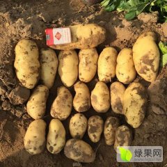 河北沽源夏坡蒂土豆，新地种植，适应储藏