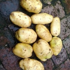 牙克石博克图新嘉土豆价格适宜