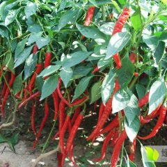 鸡泽辣椒名扬天下河北侯 强诚信合作