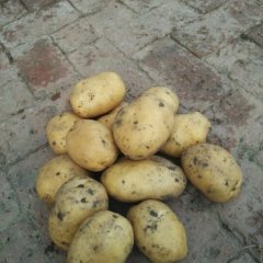 公主岭土豆绿色无公害怀德顾典新诚信合作