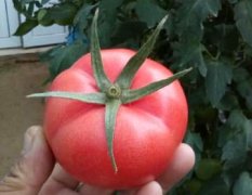 2016庄河西红柿今年价格有看点
