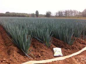 山东坊子黄旗堡铁杆大葱大量上市中