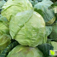 河北省衡水市，饶阳县，瓜果蔬菜