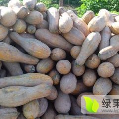 广西 贺州市富川密本早熟南瓜现己经大量上产销