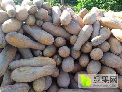 2017年广西富川金韩密本南瓜价格