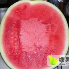 蒲城西瓜早冠龙、京欣、8424