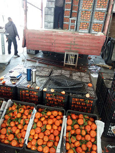 本人专业代购、代销四季鲜柑橘代销处