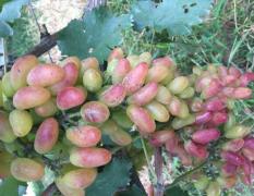 宁陵葡萄 李柿园葡萄园的葡萄将成熟