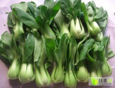 山东曹县蔬菜种植基地上海青小油菜小白菜上市