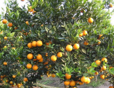 广西阳朔是沙糖桔夏橙主产区