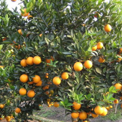 广西阳朔是沙糖桔夏橙主产区