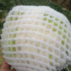 甘肃省榆中县白菜花现在已经开始大量上市