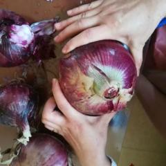 新野县是蔬菜大县，五月份黄葱上市