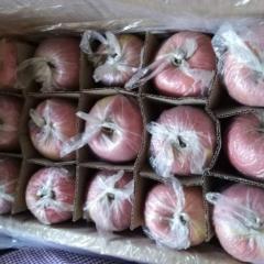 陕西红富士价格合理，需要的和我联系