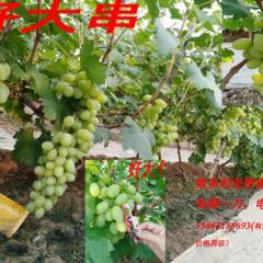 饶阳维多利亚葡萄期货预售中每棚一万