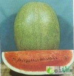 品种  | 新红宝西瓜