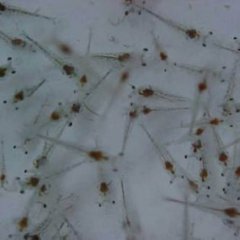 代理合作/海南海丰南美白对虾苗苗场