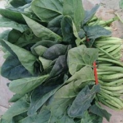 山东金乡大叶菠菜:鸡术申海科