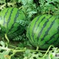 河南开封县花皮无籽：范村周文学
