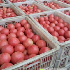 河南中牟硬粉金鹏西红柿