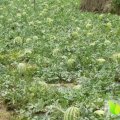 河南开封县花皮无籽京欣：郭庄村尹胜利