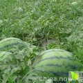 安徽砀山京欣西瓜大量成熟
