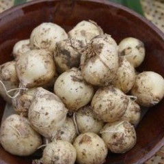 四川洪雅年产小根蒜30万斤左右