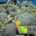 河南开封杏花营西瓜批发大市场