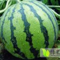 山东滨州市惠民露天西瓜